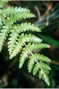 photo of woodwardia virginica